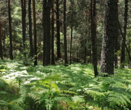 Cabeza Mediana<br/>y Alto Valle del Lozoya