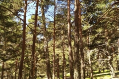 IMG_20200621_122652_1