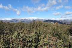 IMG_20250201_123737