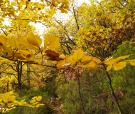 La Buitrera<br />Sierra de Ayllón