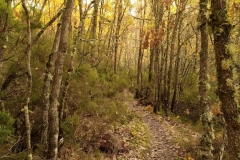 IMG_20201025_084205_1