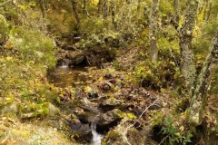 IMG_20201025_084321_1