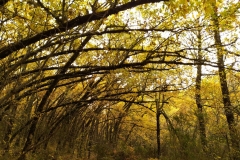 IMG_20201025_085414_1