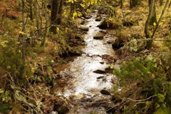 IMG_20201025_085456