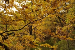 IMG_20201025_090445_1