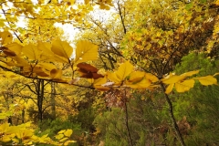 IMG_20201025_090450_1