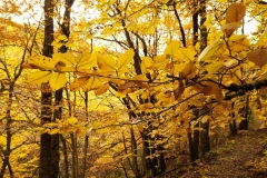 IMG_20201025_090724_1