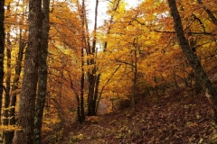 IMG_20201025_091112_1