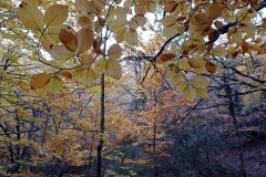 IMG_20201025_091411