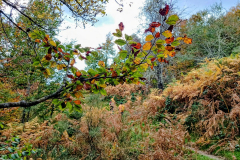 IMG_20251018_1608412