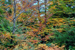 IMG_20251018_1609502